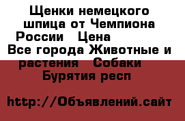 Щенки немецкого шпица от Чемпиона России › Цена ­ 50 000 - Все города Животные и растения » Собаки   . Бурятия респ.